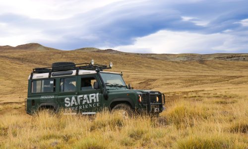 safari_experience_19_